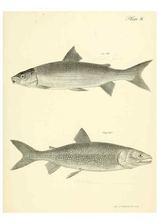 Reproducción/Reproduction 6384876611: Natural history of New York Div. 1 pts. III-IV Plates Albany,D. Appleton & co. and Wiley & Putnam;1842-94