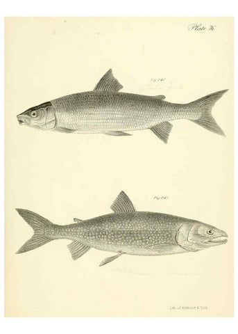 Reproducción/Reproduction 6384876611: Natural history of New York Div. 1 pts. III-IV Plates Albany,D. Appleton & co. and Wiley & Putnam;1842-94