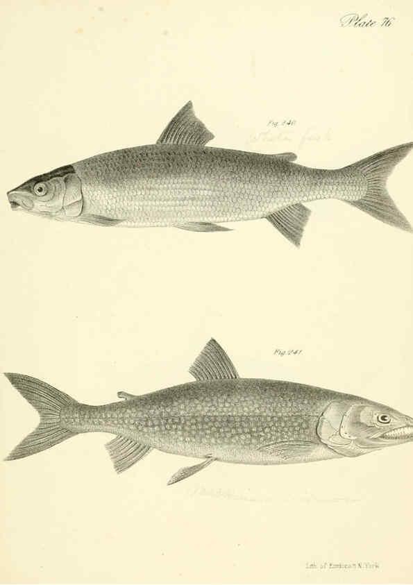 Reproducción/Reproduction 6384876611: Natural history of New York Div. 1 pts. III-IV Plates Albany,D. Appleton & co. and Wiley & Putnam;1842-94
