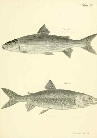 Reproducción/Reproduction 6384876611: Natural history of New York Div. 1 pts. III-IV Plates Albany,D. Appleton & co. and Wiley & Putnam;1842-94