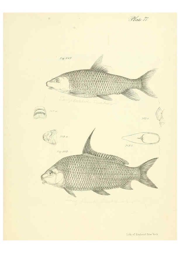 Reproducción/Reproduction 6384876975: Natural history of New York Div. 1 pts. III-IV Plates Albany,D. Appleton & co. and Wiley & Putnam;1842-94