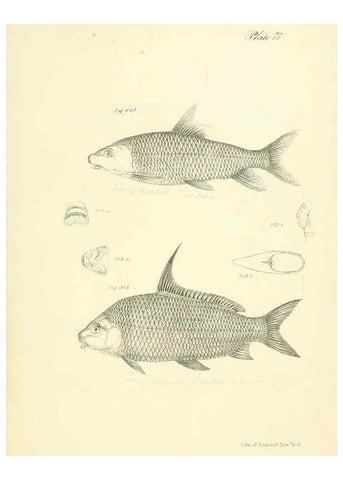 Reproducción/Reproduction 6384876975: Natural history of New York Div. 1 pts. III-IV Plates Albany,D. Appleton & co. and Wiley & Putnam;1842-94