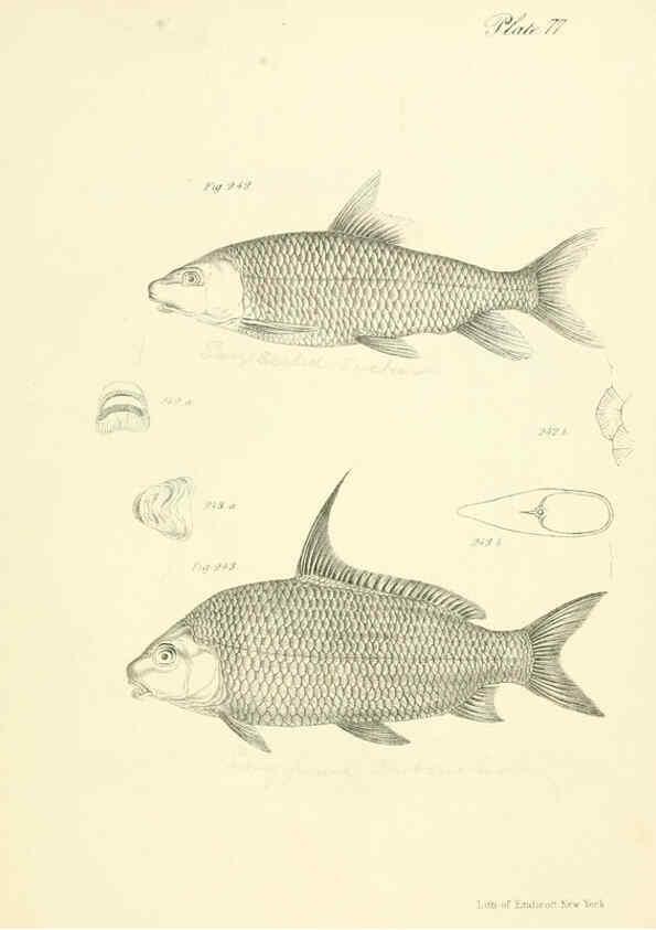 Reproducción/Reproduction 6384876975: Natural history of New York Div. 1 pts. III-IV Plates Albany,D. Appleton & co. and Wiley & Putnam;1842-94