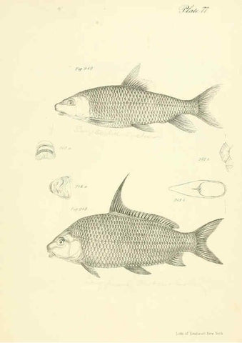Reproducción/Reproduction 6384876975: Natural history of New York Div. 1 pts. III-IV Plates Albany,D. Appleton & co. and Wiley & Putnam;1842-94