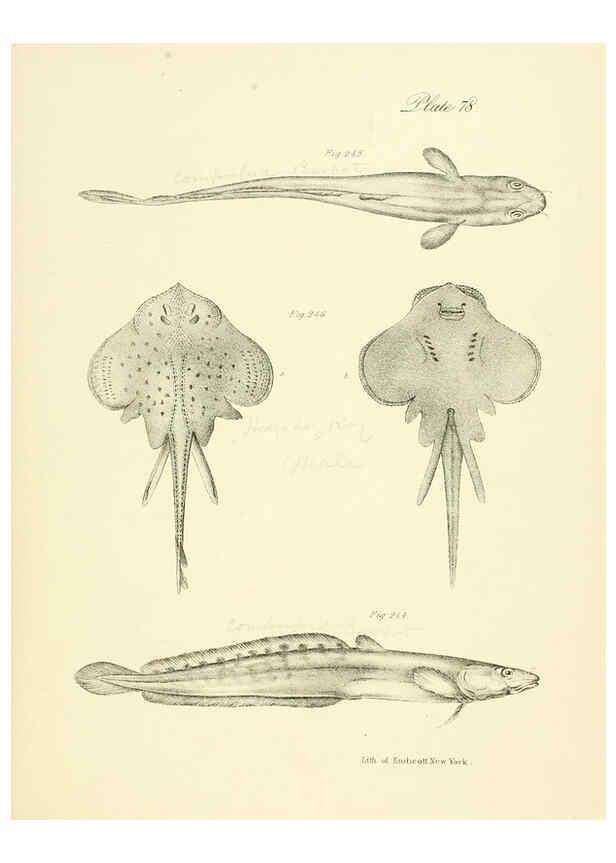 Reproducción/Reproduction 6384877551: Natural history of New York Div. 1 pts. III-IV Plates Albany,D. Appleton & co. and Wiley & Putnam;1842-94