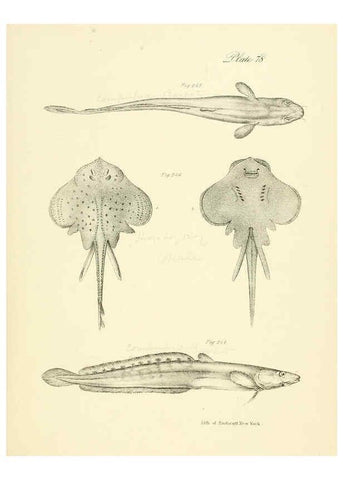 Reproducción/Reproduction 6384877551: Natural history of New York Div. 1 pts. III-IV Plates Albany,D. Appleton & co. and Wiley & Putnam;1842-94