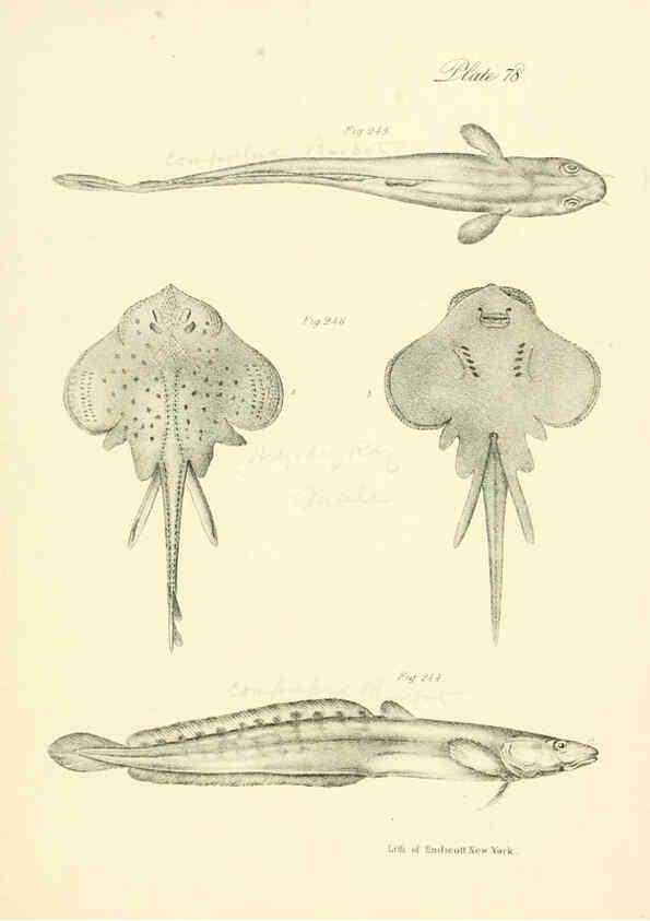Reproducción/Reproduction 6384877551: Natural history of New York Div. 1 pts. III-IV Plates Albany,D. Appleton & co. and Wiley & Putnam;1842-94