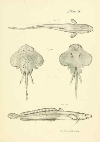 Reproducción/Reproduction 6384877551: Natural history of New York Div. 1 pts. III-IV Plates Albany,D. Appleton & co. and Wiley & Putnam;1842-94