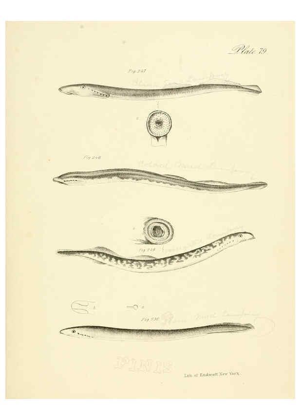 Reproducción/Reproduction 6384877905: Natural history of New York Div. 1 pts. III-IV Plates Albany,D. Appleton & co. and Wiley & Putnam;1842-94