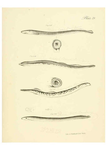 Reproducción/Reproduction 6384877905: Natural history of New York Div. 1 pts. III-IV Plates Albany,D. Appleton & co. and Wiley & Putnam;1842-94