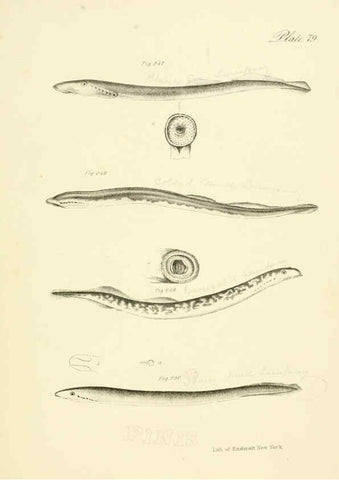 Reproducción/Reproduction 6384877905: Natural history of New York Div. 1 pts. III-IV Plates Albany,D. Appleton & co. and Wiley & Putnam;1842-94