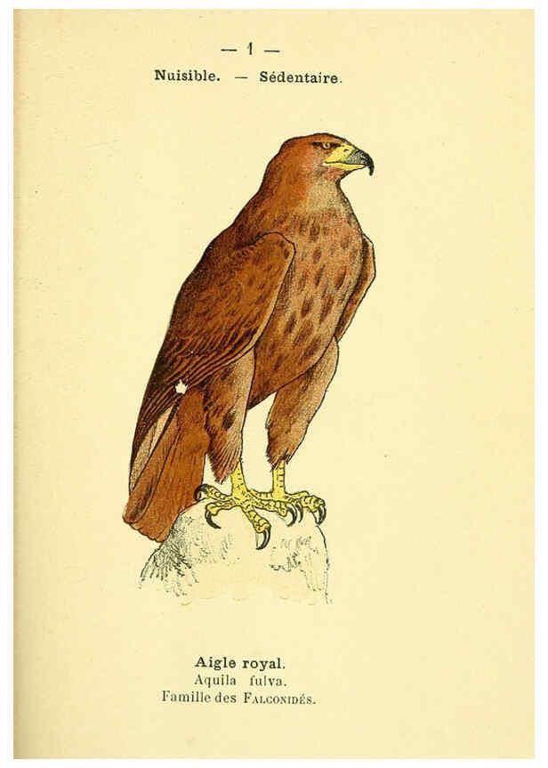 Reproducción/Reproduction 6388875473: Atlas de poche des oiseaux de France, Suisse, et Belgique, utiles ou nuisibles. ser.1 Paris :Librairie des sciences naturelles P. Klincksieck,1898- 