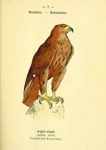 Reproducción/Reproduction 6388875473: Atlas de poche des oiseaux de France, Suisse, et Belgique, utiles ou nuisibles. ser.1 Paris :Librairie des sciences naturelles P. Klincksieck,1898- 