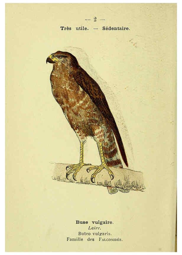 Reproducción/Reproduction 6388875863: Atlas de poche des oiseaux de France, Suisse, et Belgique, utiles ou nuisibles. ser.1 Paris :Librairie des sciences naturelles P. Klincksieck,1898- 