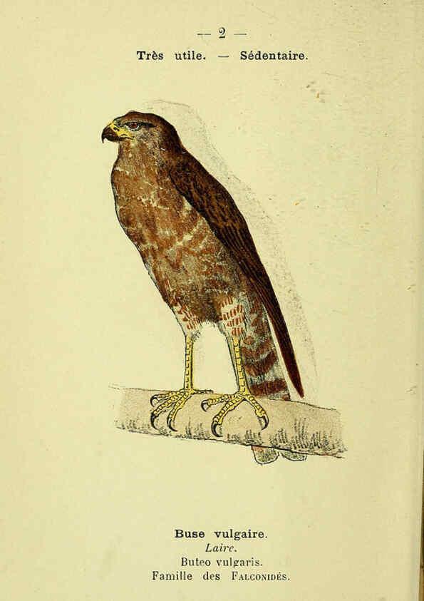 Reproducción/Reproduction 6388875863: Atlas de poche des oiseaux de France, Suisse, et Belgique, utiles ou nuisibles. ser.1 Paris :Librairie des sciences naturelles P. Klincksieck,1898- 
