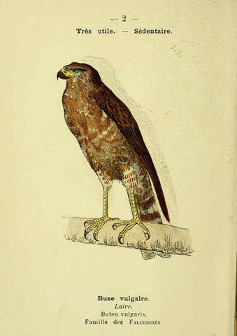 Reproducción/Reproduction 6388875863: Atlas de poche des oiseaux de France, Suisse, et Belgique, utiles ou nuisibles. ser.1 Paris :Librairie des sciences naturelles P. Klincksieck,1898- 