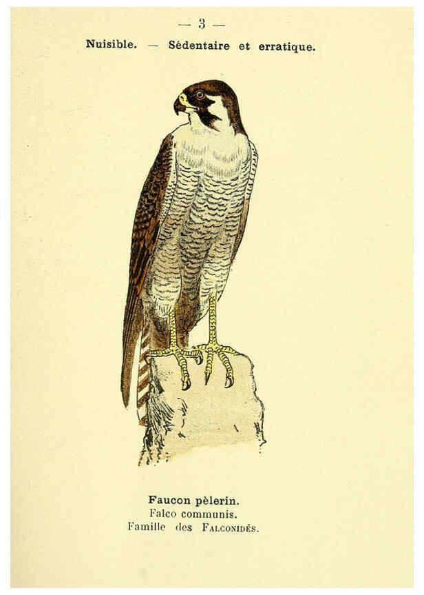 Reproducción/Reproduction 6388876155: Atlas de poche des oiseaux de France, Suisse, et Belgique, utiles ou nuisibles. ser.1 Paris :Librairie des sciences naturelles P. Klincksieck,1898- 
