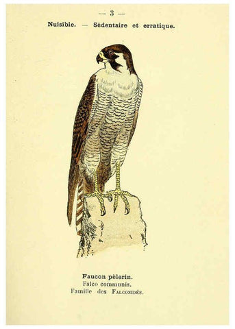 Reproducción/Reproduction 6388876155: Atlas de poche des oiseaux de France, Suisse, et Belgique, utiles ou nuisibles. ser.1 Paris :Librairie des sciences naturelles P. Klincksieck,1898- 