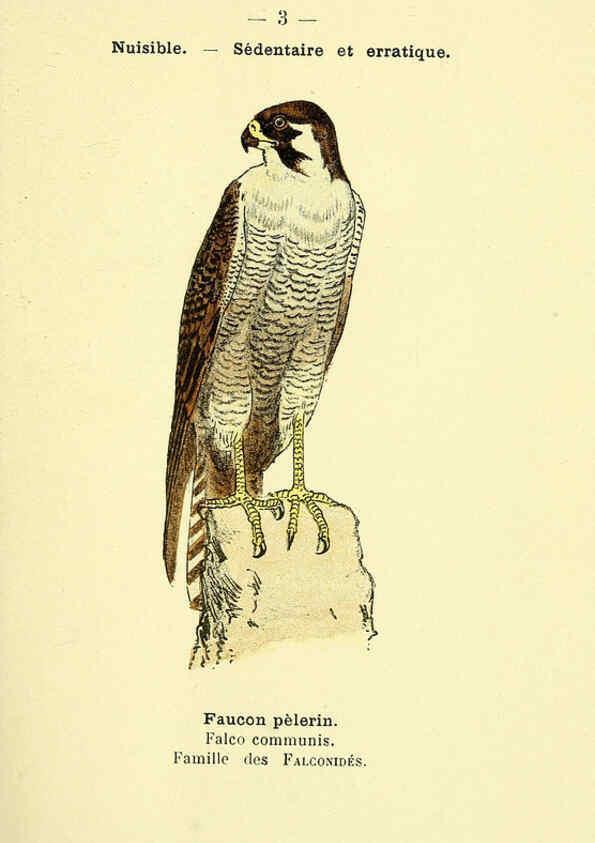 Reproducción/Reproduction 6388876155: Atlas de poche des oiseaux de France, Suisse, et Belgique, utiles ou nuisibles. ser.1 Paris :Librairie des sciences naturelles P. Klincksieck,1898- 