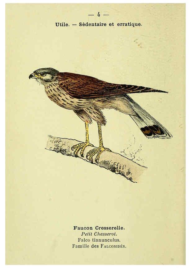 Reproducción/Reproduction 6388876783: Atlas de poche des oiseaux de France, Suisse, et Belgique, utiles ou nuisibles. ser.1 Paris :Librairie des sciences naturelles P. Klincksieck,1898- 