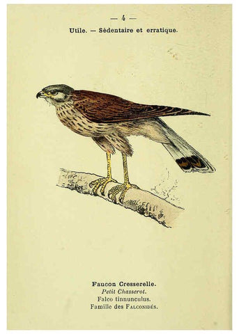 Reproducción/Reproduction 6388876783: Atlas de poche des oiseaux de France, Suisse, et Belgique, utiles ou nuisibles. ser.1 Paris :Librairie des sciences naturelles P. Klincksieck,1898- 