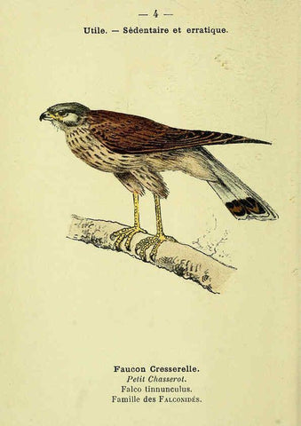 Reproducción/Reproduction 6388876783: Atlas de poche des oiseaux de France, Suisse, et Belgique, utiles ou nuisibles. ser.1 Paris :Librairie des sciences naturelles P. Klincksieck,1898- 