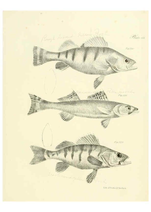 Reproducción/Reproduction 6384873203: Natural history of New York Div. 1 pts. III-IV Plates Albany,D. Appleton & co. and Wiley & Putnam;1842-94