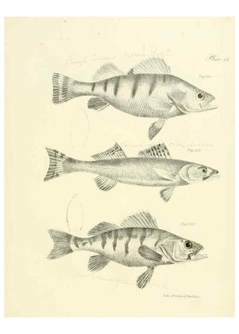 Reproducción/Reproduction 6384873203: Natural history of New York Div. 1 pts. III-IV Plates Albany,D. Appleton & co. and Wiley & Putnam;1842-94
