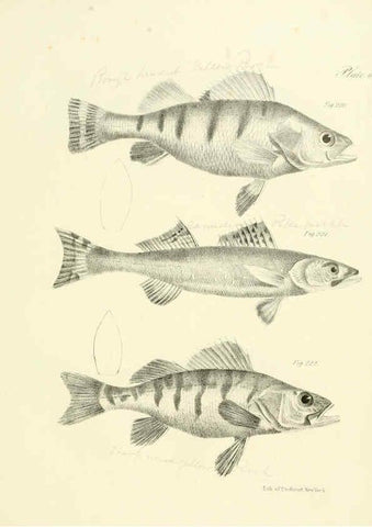 Reproducción/Reproduction 6384873203: Natural history of New York Div. 1 pts. III-IV Plates Albany,D. Appleton & co. and Wiley & Putnam;1842-94