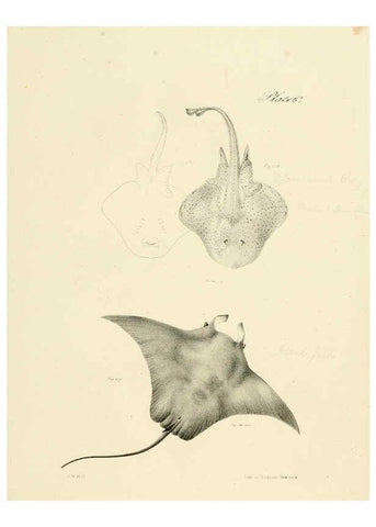 Reproducción/Reproduction 6384872627: Natural history of New York Div. 1 pts. III-IV Plates Albany,D. Appleton & co. and Wiley & Putnam;1842-94