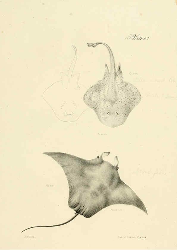 Reproducción/Reproduction 6384872627: Natural history of New York Div. 1 pts. III-IV Plates Albany,D. Appleton & co. and Wiley & Putnam;1842-94