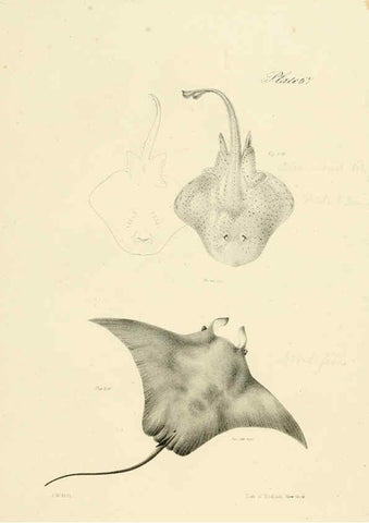Reproducción/Reproduction 6384872627: Natural history of New York Div. 1 pts. III-IV Plates Albany,D. Appleton & co. and Wiley & Putnam;1842-94