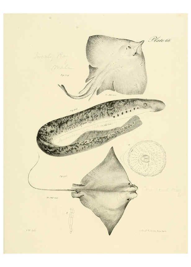Reproducción/Reproduction 6384872187: Natural history of New York Div. 1 pts. III-IV Plates Albany,D. Appleton & co. and Wiley & Putnam;1842-94