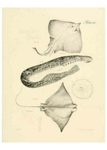 Reproducción/Reproduction 6384872187: Natural history of New York Div. 1 pts. III-IV Plates Albany,D. Appleton & co. and Wiley & Putnam;1842-94