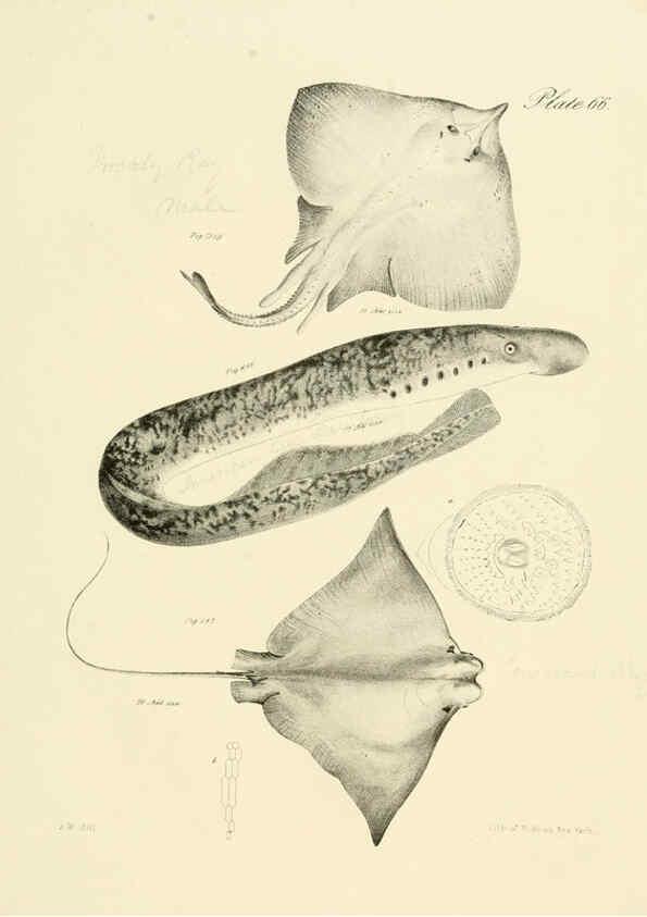 Reproducción/Reproduction 6384872187: Natural history of New York Div. 1 pts. III-IV Plates Albany,D. Appleton & co. and Wiley & Putnam;1842-94