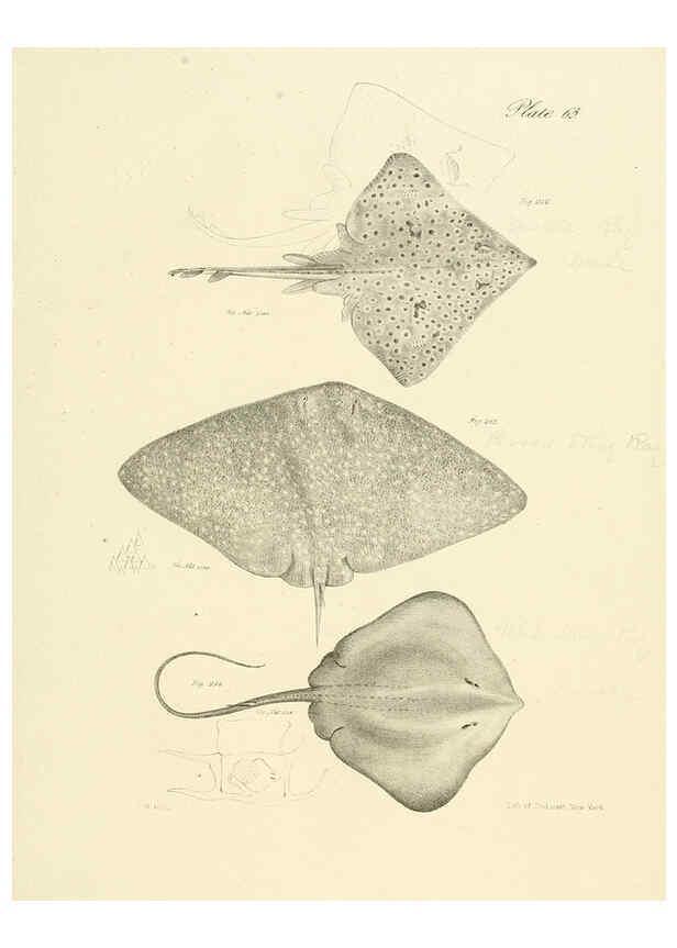 Reproducción/Reproduction 6384871801: Natural history of New York Div. 1 pts. III-IV Plates Albany,D. Appleton & co. and Wiley & Putnam;1842-94