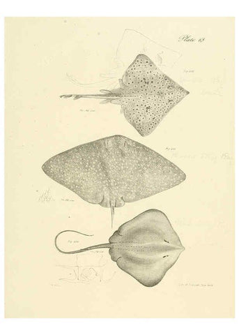 Reproducción/Reproduction 6384871801: Natural history of New York Div. 1 pts. III-IV Plates Albany,D. Appleton & co. and Wiley & Putnam;1842-94