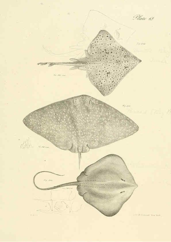 Reproducción/Reproduction 6384871801: Natural history of New York Div. 1 pts. III-IV Plates Albany,D. Appleton & co. and Wiley & Putnam;1842-94
