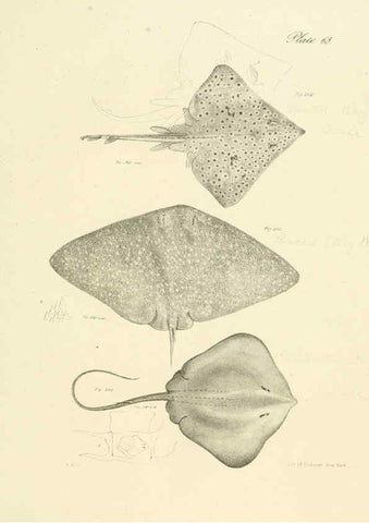 Reproducción/Reproduction 6384871801: Natural history of New York Div. 1 pts. III-IV Plates Albany,D. Appleton & co. and Wiley & Putnam;1842-94