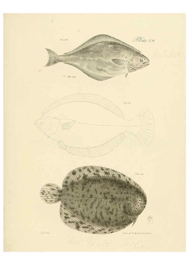 Reproducción/Reproduction 6384865443: Natural history of New York Div. 1 pts. III-IV Plates Albany,D. Appleton & co. and Wiley & Putnam;1842-94