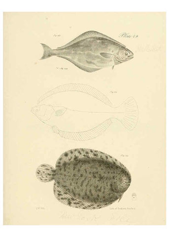 Reproducción/Reproduction 6384865443: Natural history of New York Div. 1 pts. III-IV Plates Albany,D. Appleton & co. and Wiley & Putnam;1842-94