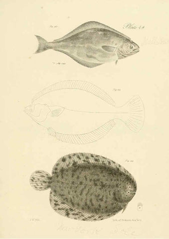 Reproducción/Reproduction 6384865443: Natural history of New York Div. 1 pts. III-IV Plates Albany,D. Appleton & co. and Wiley & Putnam;1842-94