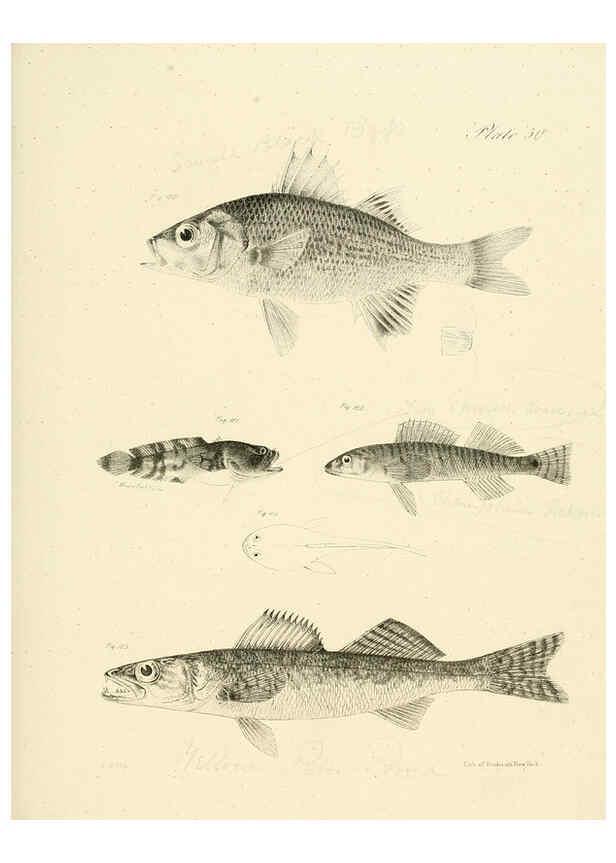Reproducción/Reproduction 6384865847: Natural history of New York Div. 1 pts. III-IV Plates Albany,D. Appleton & co. and Wiley & Putnam;1842-94