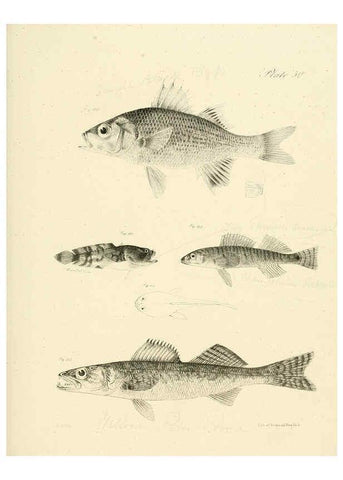 Reproducción/Reproduction 6384865847: Natural history of New York Div. 1 pts. III-IV Plates Albany,D. Appleton & co. and Wiley & Putnam;1842-94