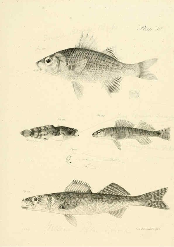 Reproducción/Reproduction 6384865847: Natural history of New York Div. 1 pts. III-IV Plates Albany,D. Appleton & co. and Wiley & Putnam;1842-94