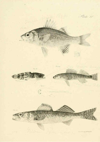 Reproducción/Reproduction 6384865847: Natural history of New York Div. 1 pts. III-IV Plates Albany,D. Appleton & co. and Wiley & Putnam;1842-94