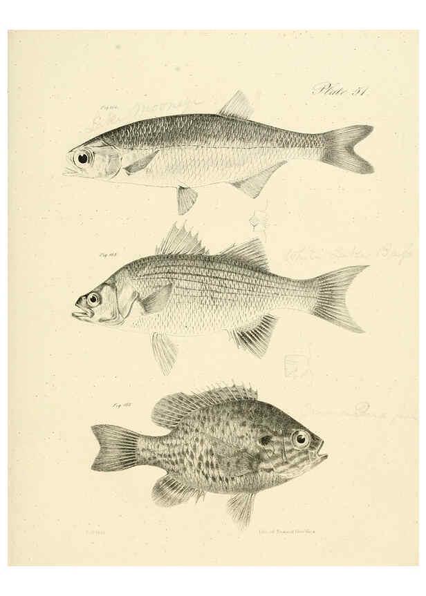 Reproducción/Reproduction 6384866197: Natural history of New York Div. 1 pts. III-IV Plates Albany,D. Appleton & co. and Wiley & Putnam;1842-94