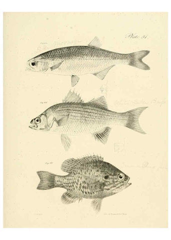 Reproducción/Reproduction 6384866197: Natural history of New York Div. 1 pts. III-IV Plates Albany,D. Appleton & co. and Wiley & Putnam;1842-94