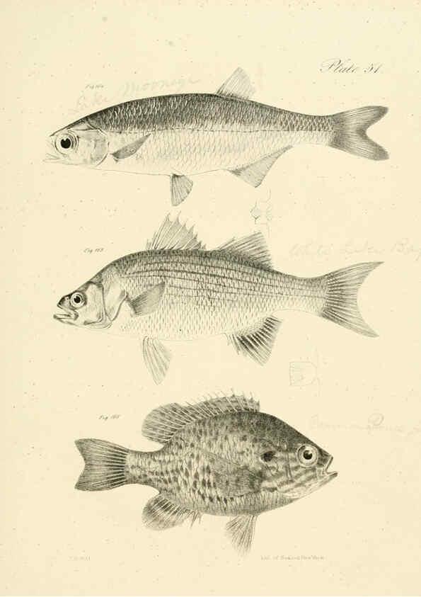 Reproducción/Reproduction 6384866197: Natural history of New York Div. 1 pts. III-IV Plates Albany,D. Appleton & co. and Wiley & Putnam;1842-94