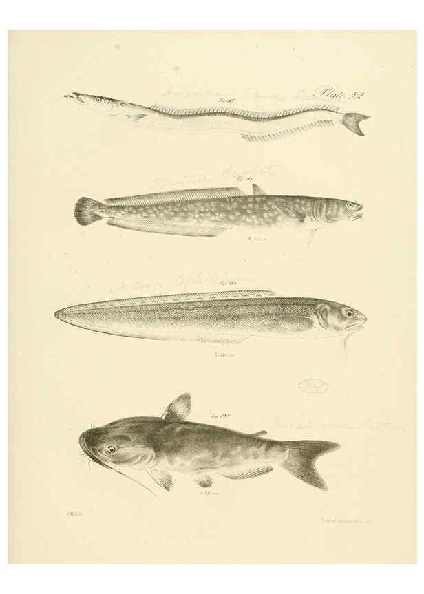 Reproducción/Reproduction 6384866559: Natural history of New York Div. 1 pts. III-IV Plates Albany,D. Appleton & co. and Wiley & Putnam;1842-94